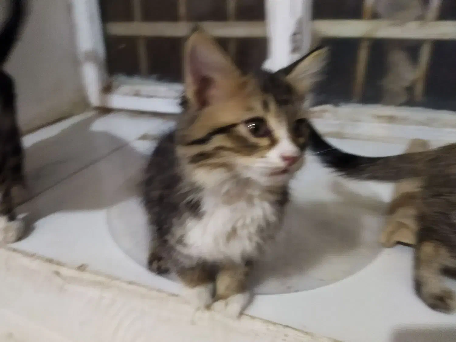 بچه گربهdhl|گربه|بیرجند, |دیوار