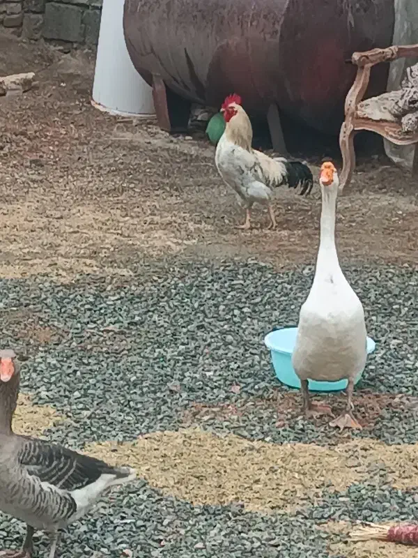 دوعدد قوغاز و یک خروس|حیوانات مزرعه|نوشین شهر, |دیوار