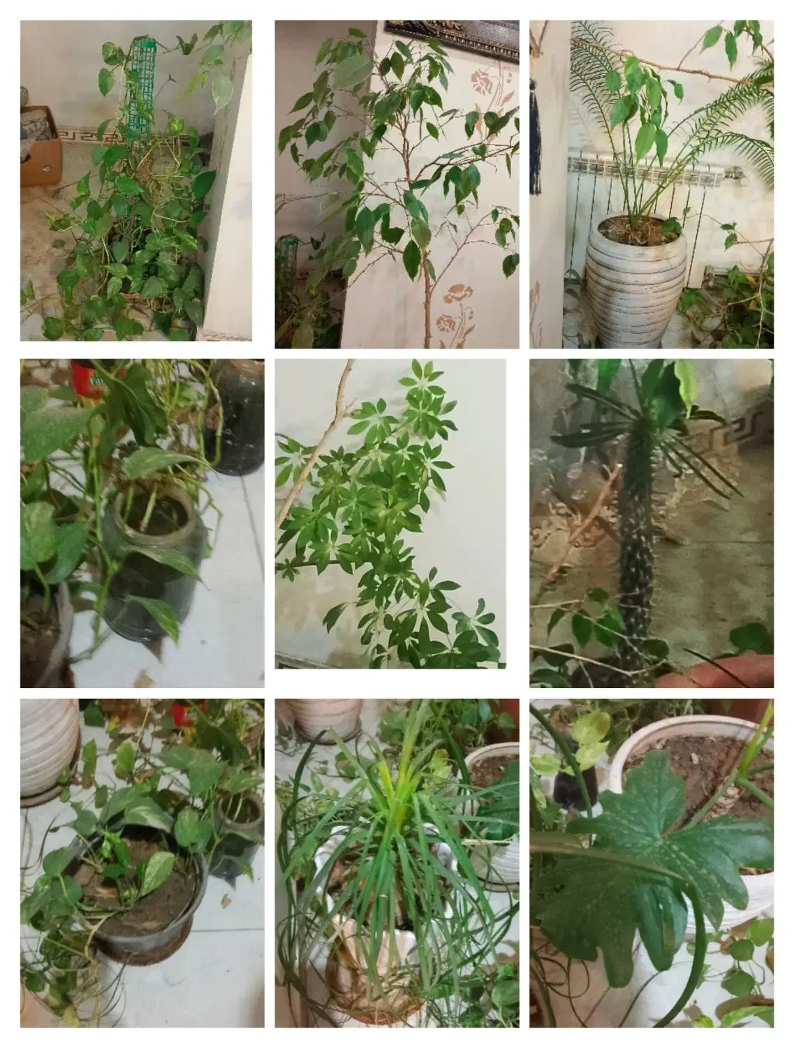 انواع گیاهان|گل و گیاه طبیعی|ری, دولتآباد|دیوار