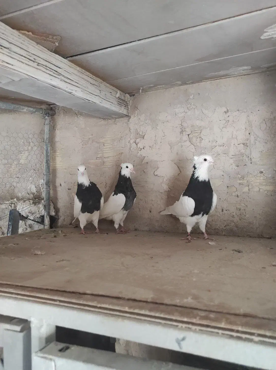 طوقی سیاه|پرنده|قم, یزدانشهر|دیوار