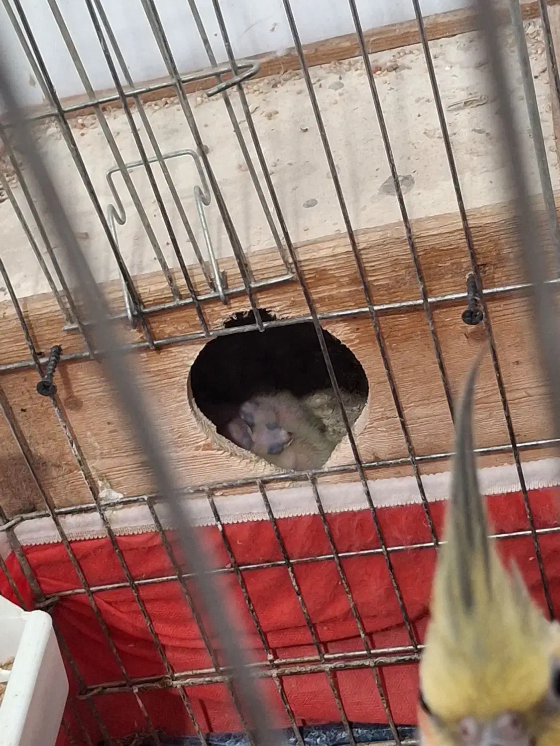 عروس هلندی|پرنده|کتالم و سادات شهر, |دیوار