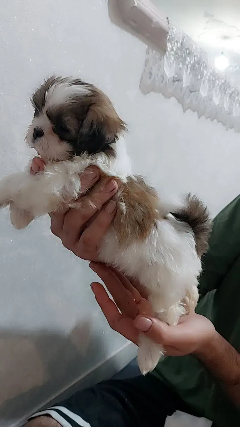 سگ سالم|سگ|قم, بنیاد|دیوار