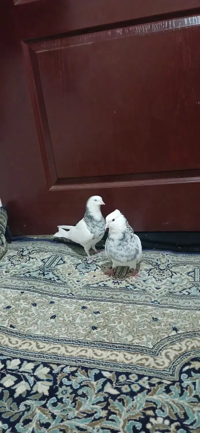 کفتر طوقی|پرنده|پردیس, شهرک صنعتی خرمدشت فاز ۷|دیوار