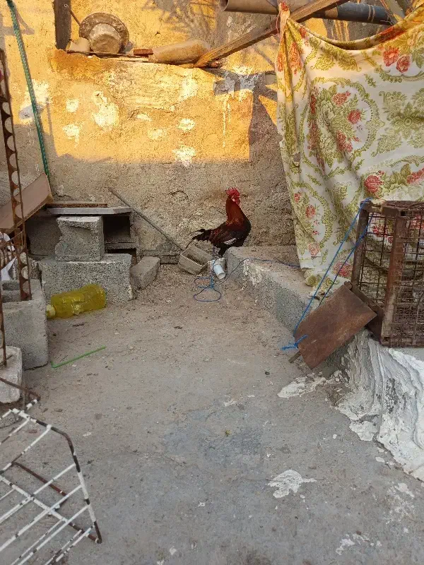 مرغ و خروس محلی|حیوانات مزرعه|بندر کنگان, |دیوار