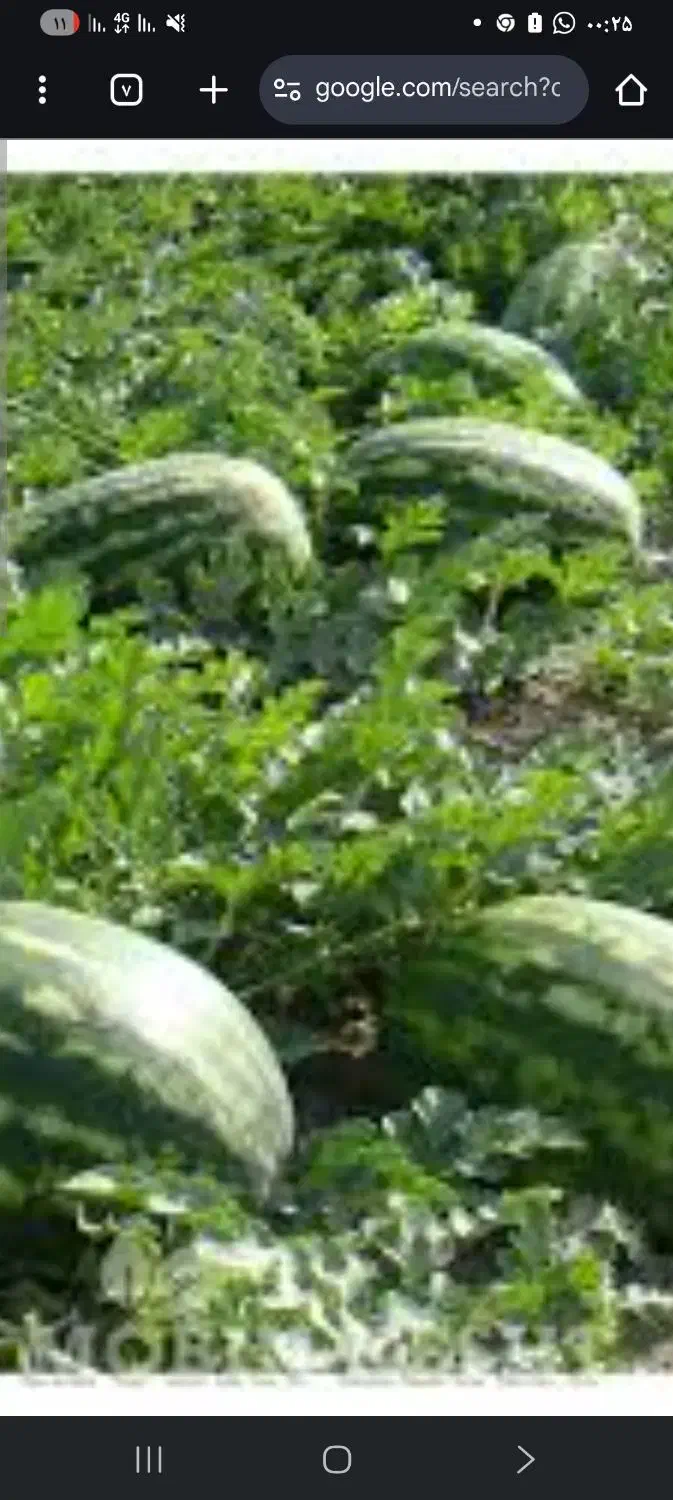 آبیار هندوانه|خدمات باغبانی و درختکاری|جلگه چاه هاشم, |دیوار