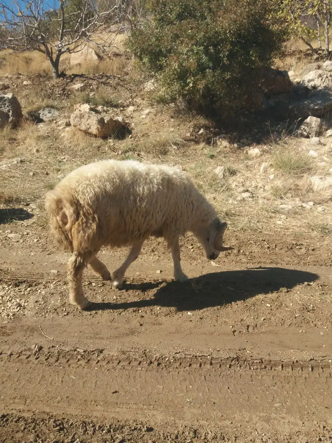 قوچ|حیوانات مزرعه|ثلاث باباجانی, |دیوار