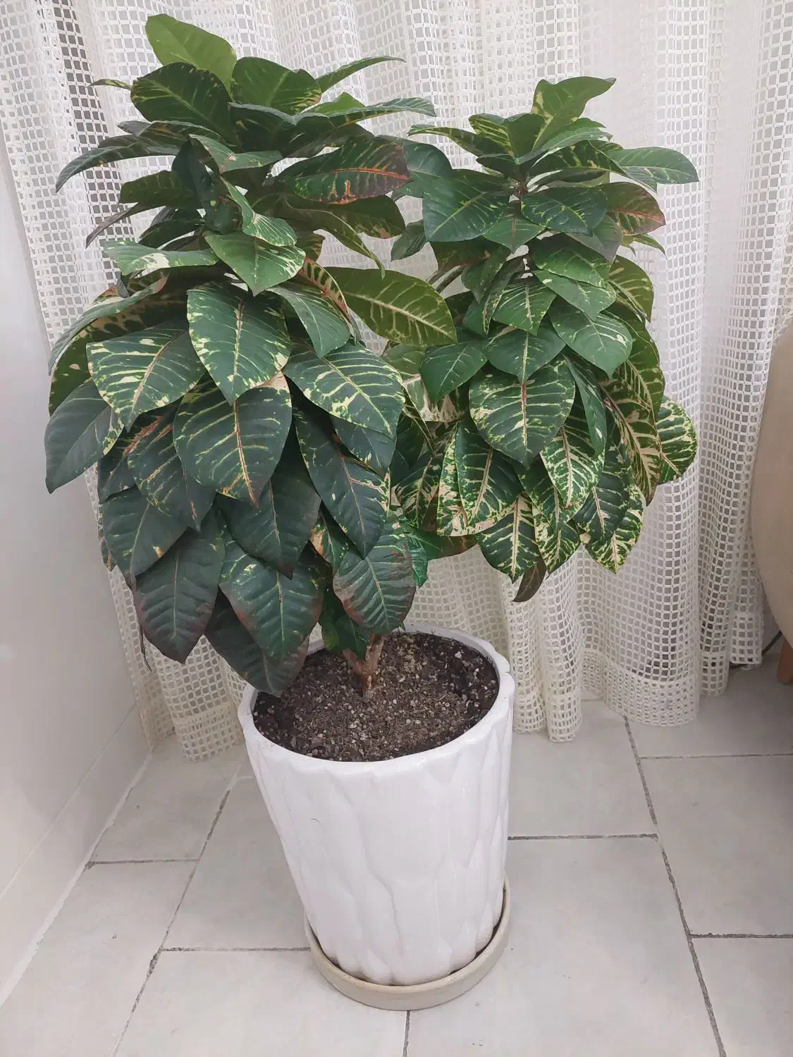 فروش گل کورتون ابلغ|گل و گیاه طبیعی|جم, |دیوار