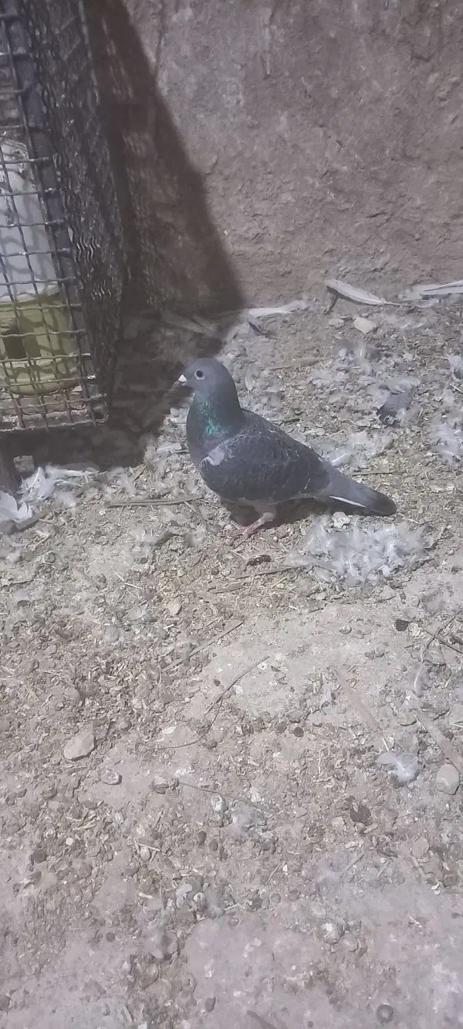 پلاکی نر جوان|پرنده|کازرون, |دیوار