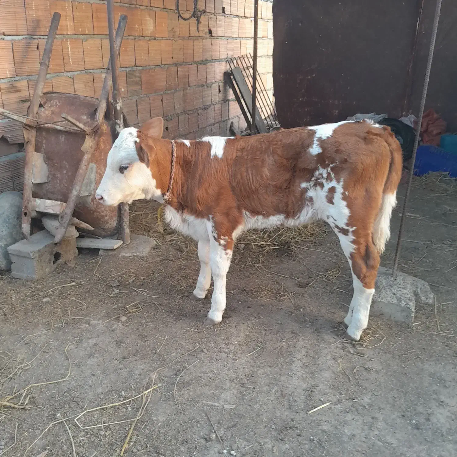 گاو گوساله دار|حیوانات مزرعه|آق قلا, |دیوار