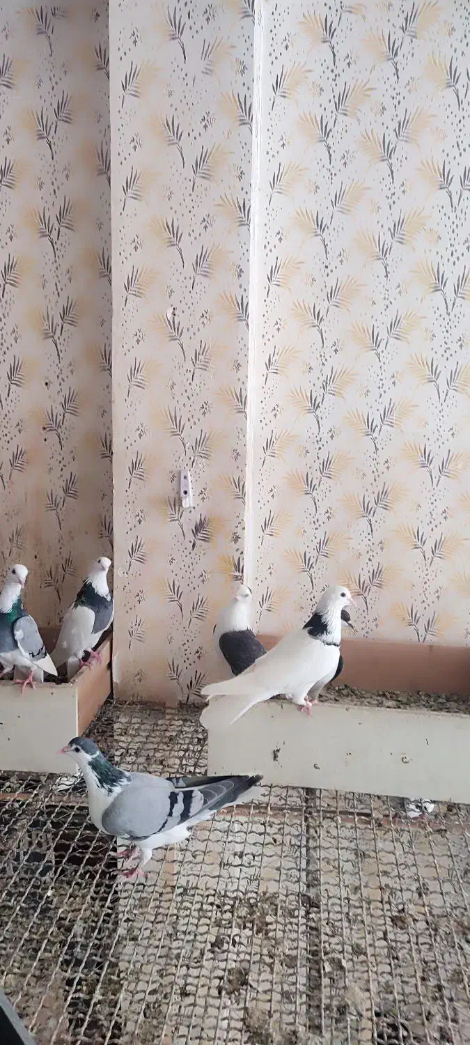 رنگی جوانه|پرنده|گنبد کاووس, |دیوار