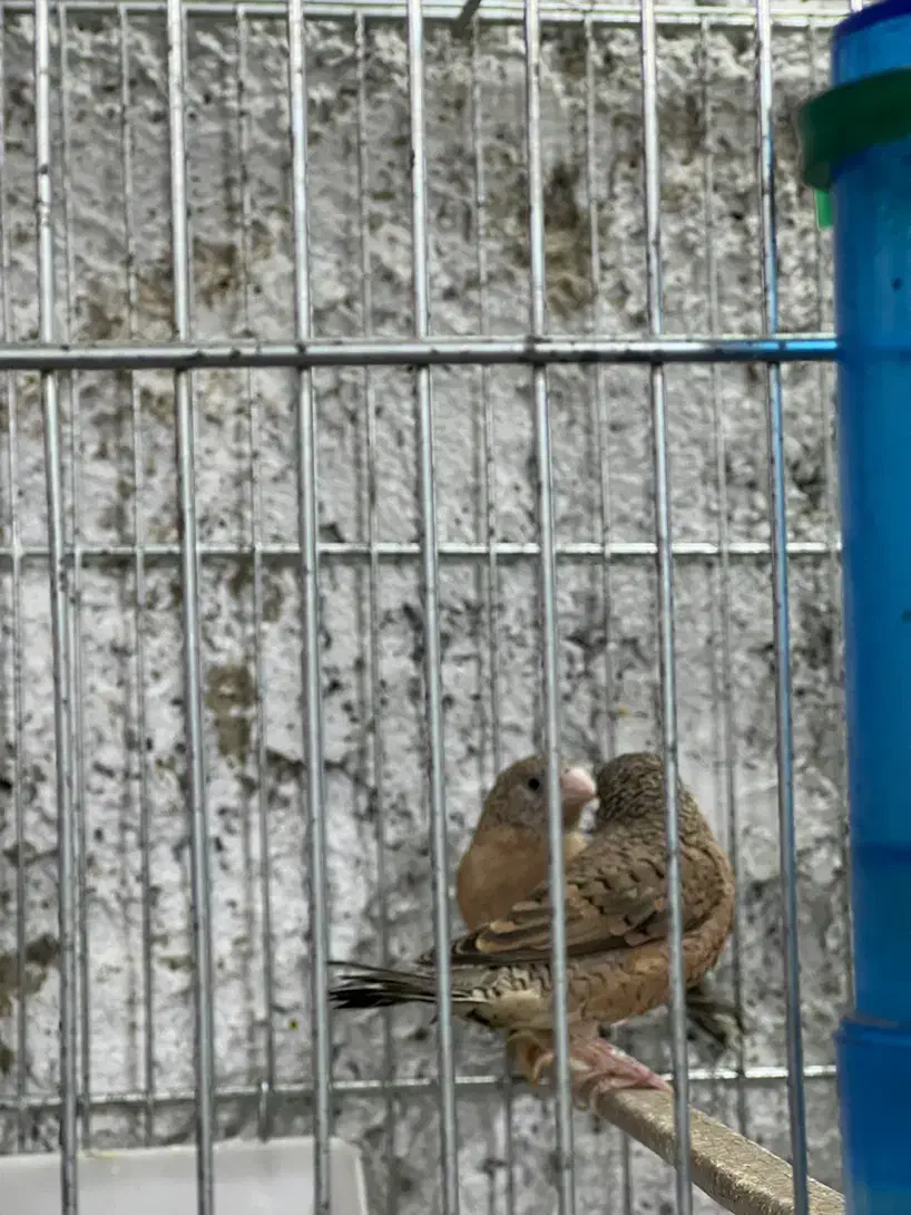 فنچ گلوبریده|پرنده|اسلام‌شهر, شهرک مفیدی|دیوار