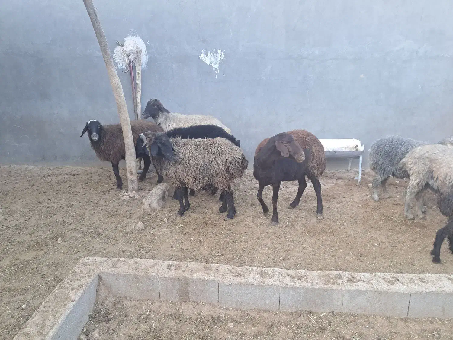 ۹ راس میش و بره و بره قوچ|حیوانات مزرعه|داراب, |دیوار