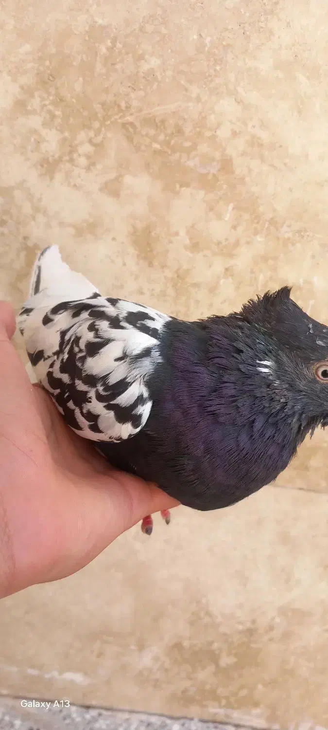 کفتر|پرنده|سرایان, |دیوار