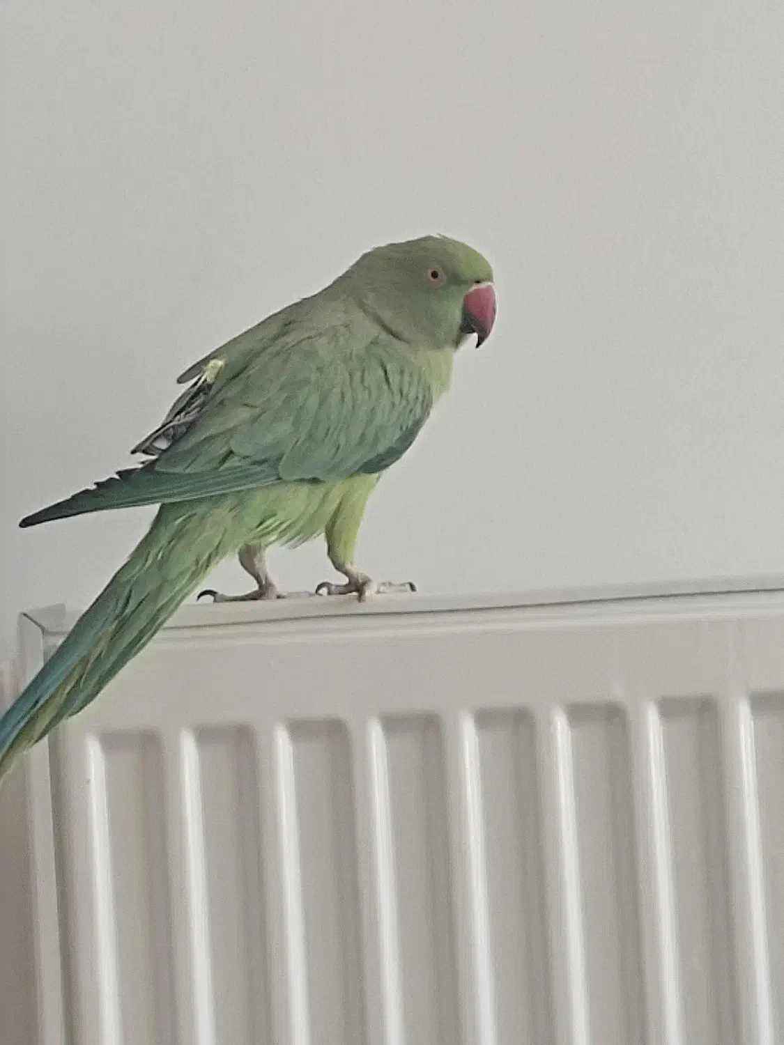 ملنگو|پرنده|قائن, |دیوار