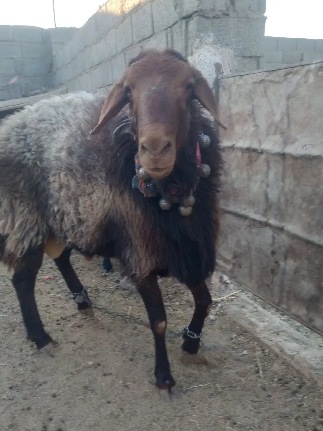 بره قوچ|حیوانات مزرعه|فردوس (خراسان), |دیوار