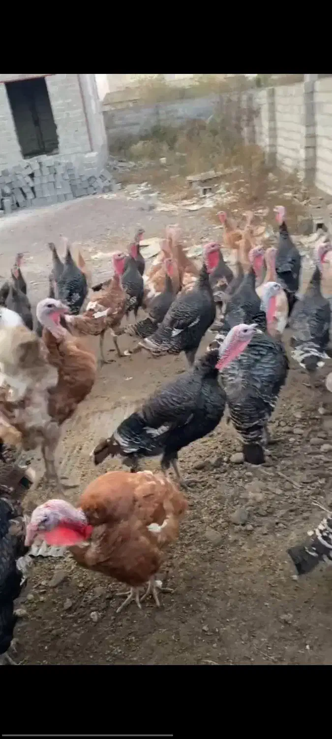 بوقلمون نر و ماده|حیوانات مزرعه|کیاشهر, |دیوار