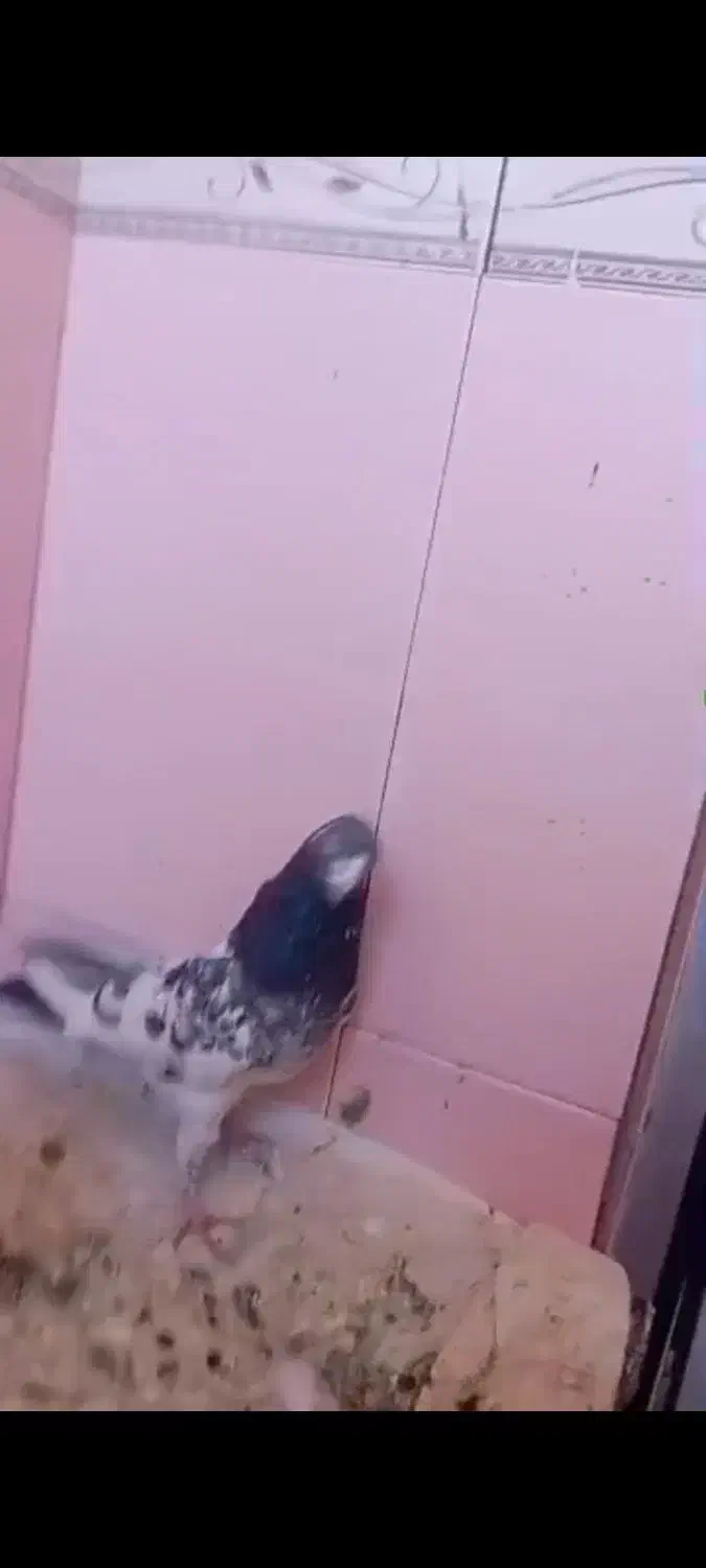 این نر گم شده|پرنده|سرپل ذهاب, |دیوار