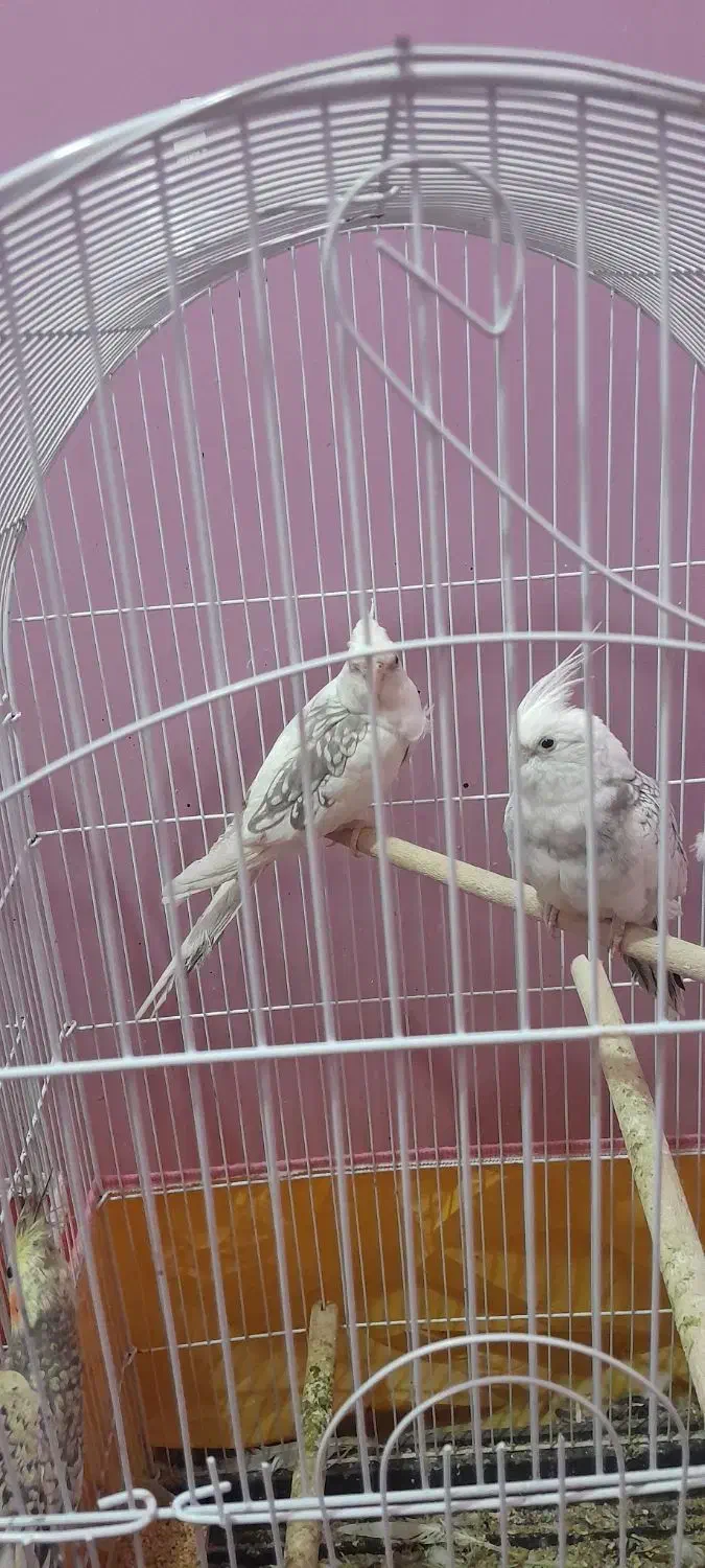 فروش تعدادی عروس هلندی و مرغ عشق|پرنده|دوگنبدان, |دیوار