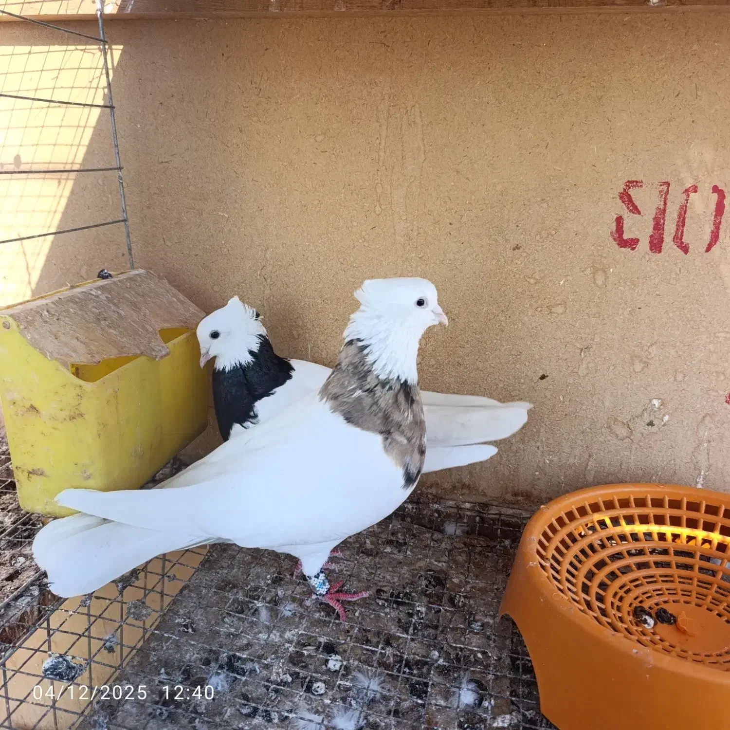 کبوتر طوقی|پرنده|بندر گناوه, |دیوار