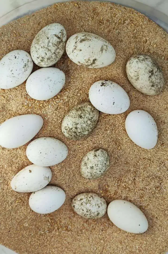 تخم غاز دو رگ|حیوانات مزرعه|ماسال, |دیوار