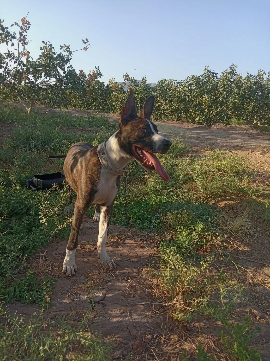 11 ماهه|سگ|انابد, |دیوار