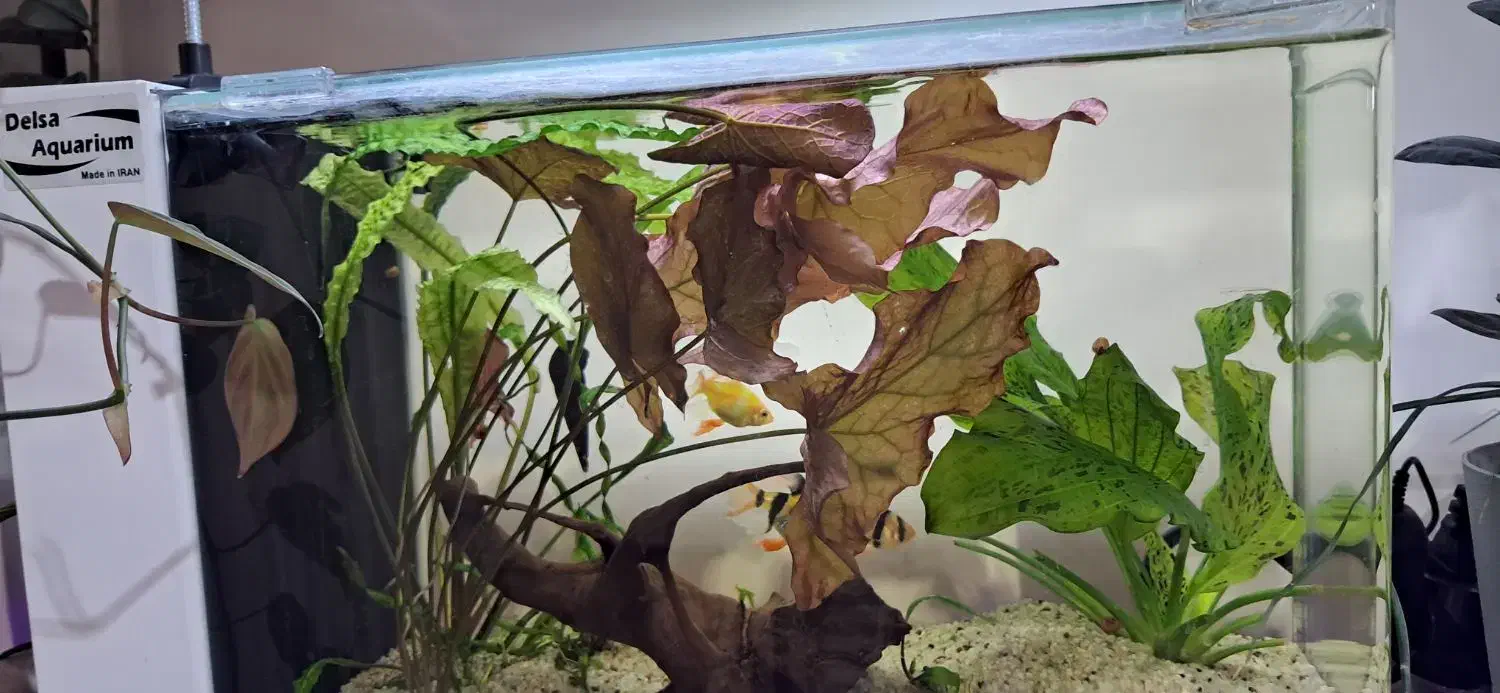 نیلوفر تایگر  ، گرین اسکات|ماهی|کرمانشاه, |دیوار