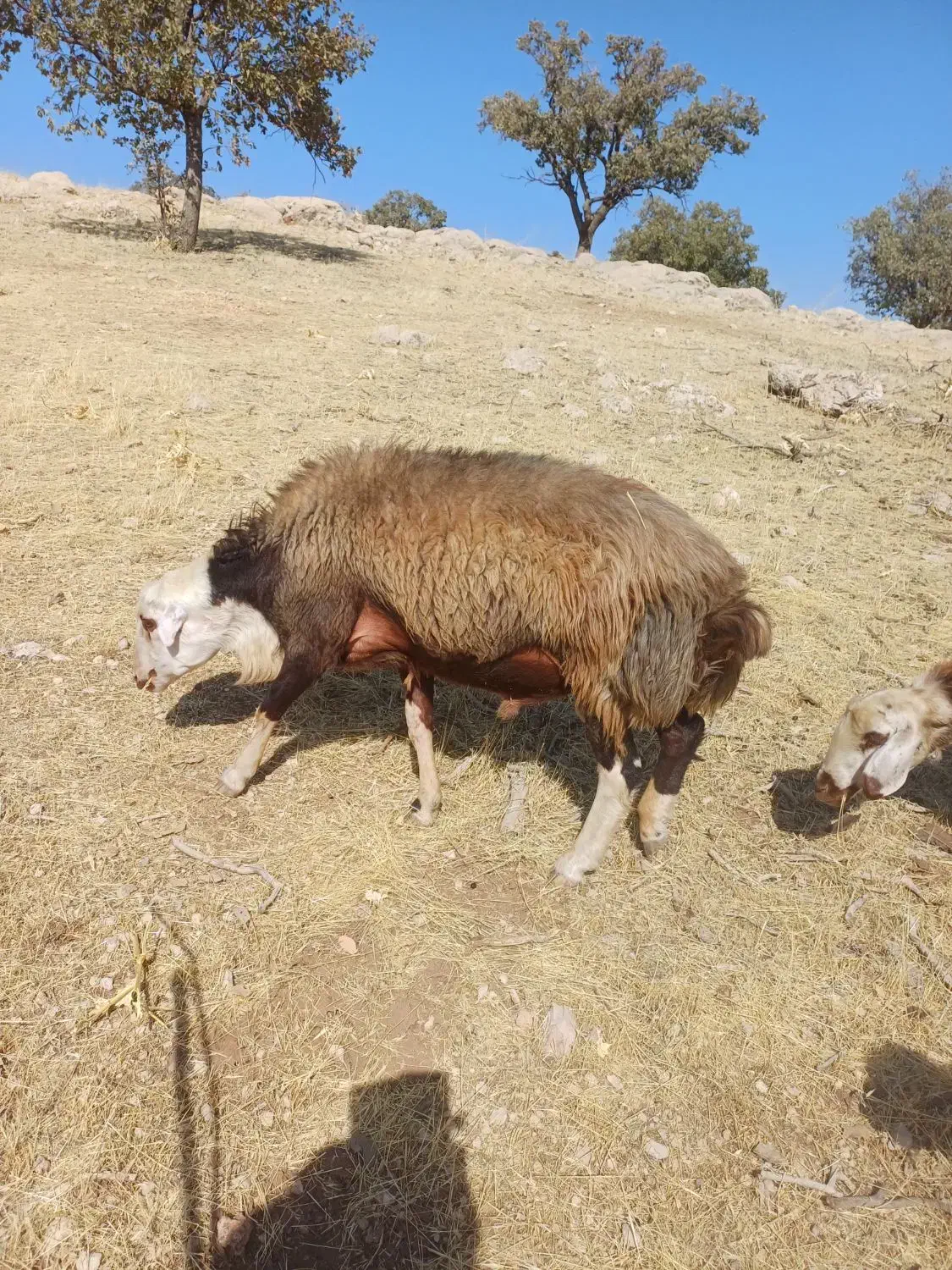 قوچ دو خط|حیوانات مزرعه|ویسیان, |دیوار