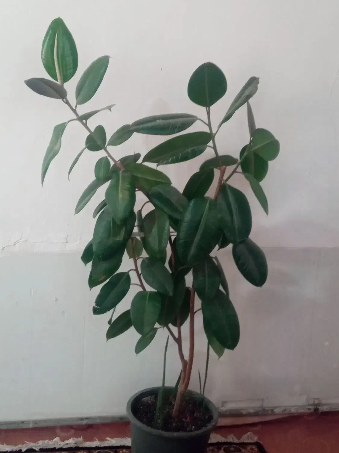 گل های فروشی با قیمت مناسب|گل و گیاه طبیعی|مرند, |دیوار