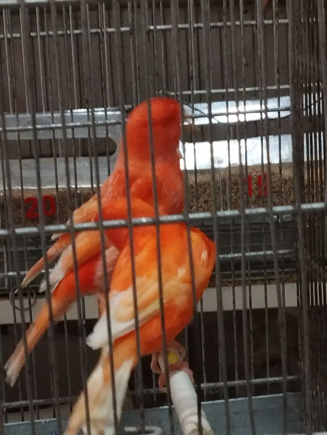 تعدادی رد فکتور و مزایکی تیب یک اورجینال|پرنده|قزوین, |دیوار