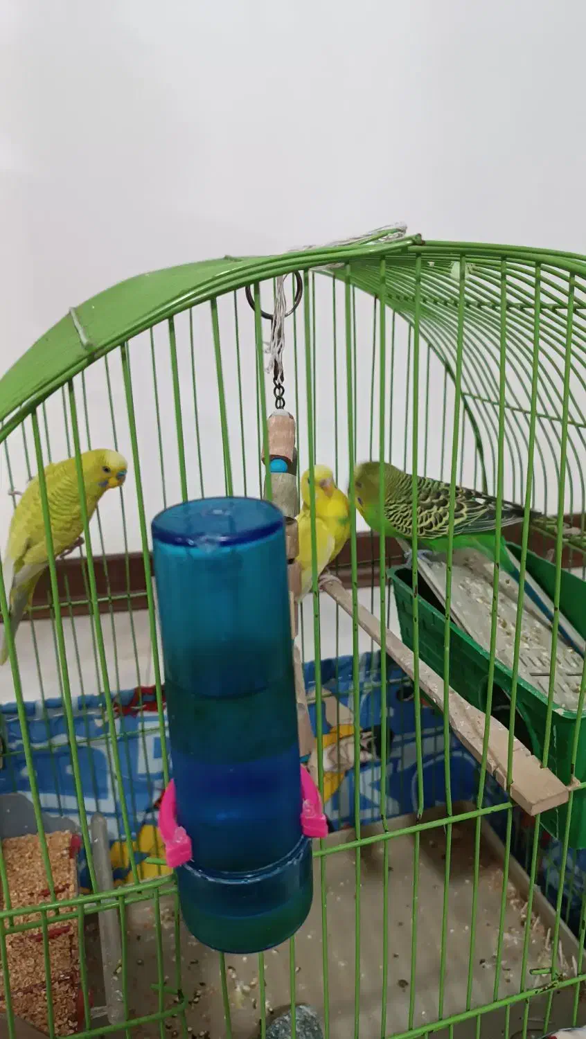 مرغ عشق|پرنده|گلستان (تهران), |دیوار