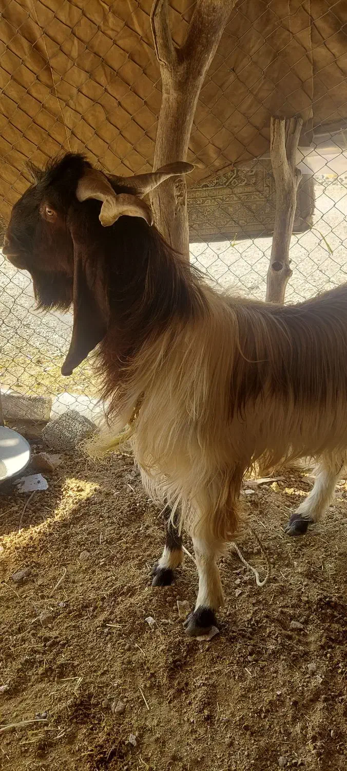 سارین پاکستانی دوساله داشتی نسل عالی|حیوانات مزرعه|آبدانان, |دیوار