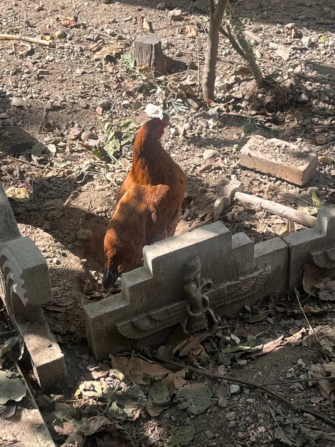 مرغ محلی تخم گزار|حیوانات مزرعه|رامیان, |دیوار