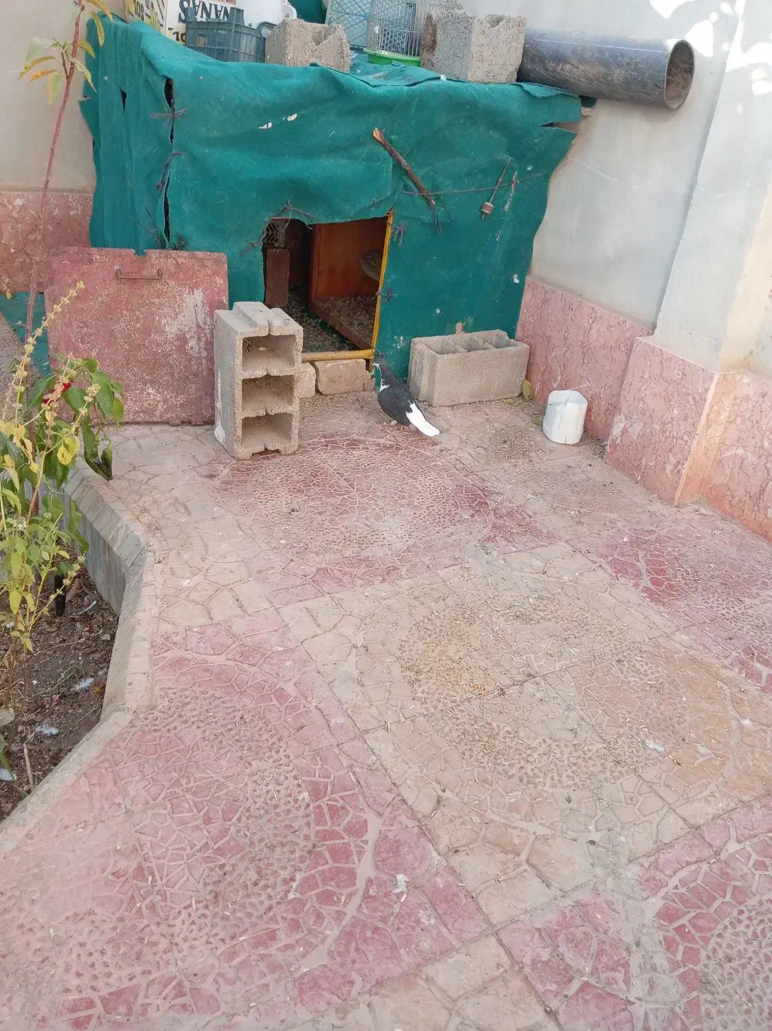 5تا کبوتر فروشی|پرنده|جغتای, |دیوار