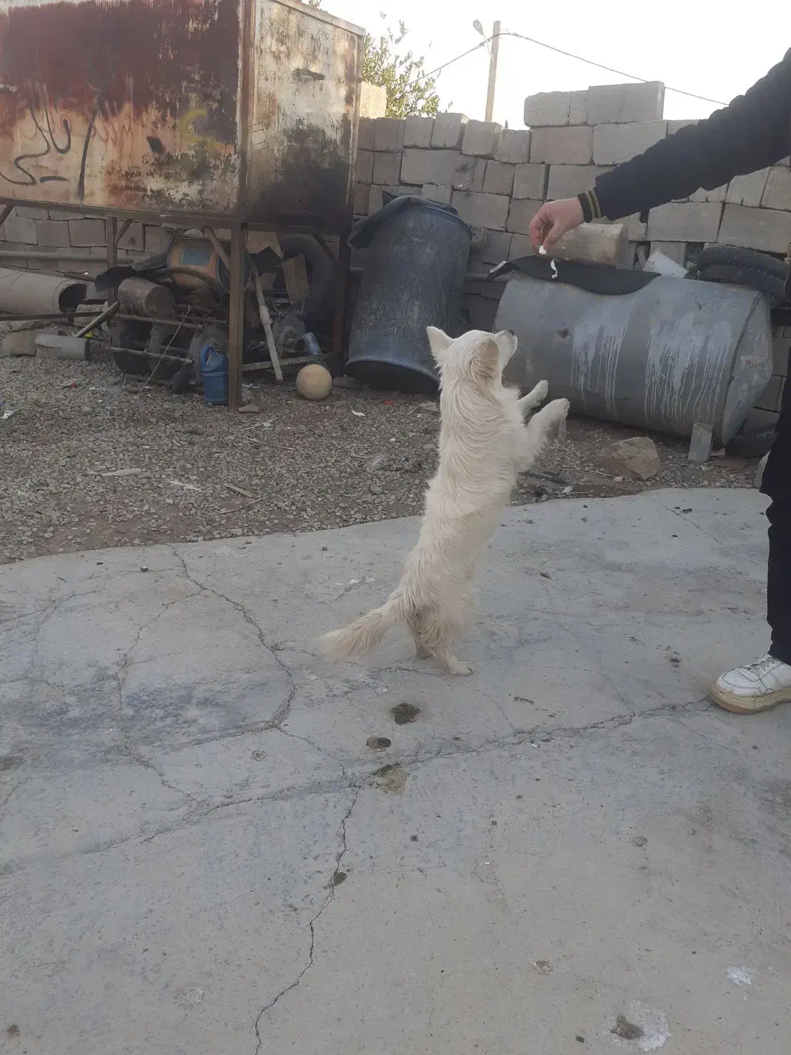 سگ ولش کورگی|سگ|بهبهان, |دیوار