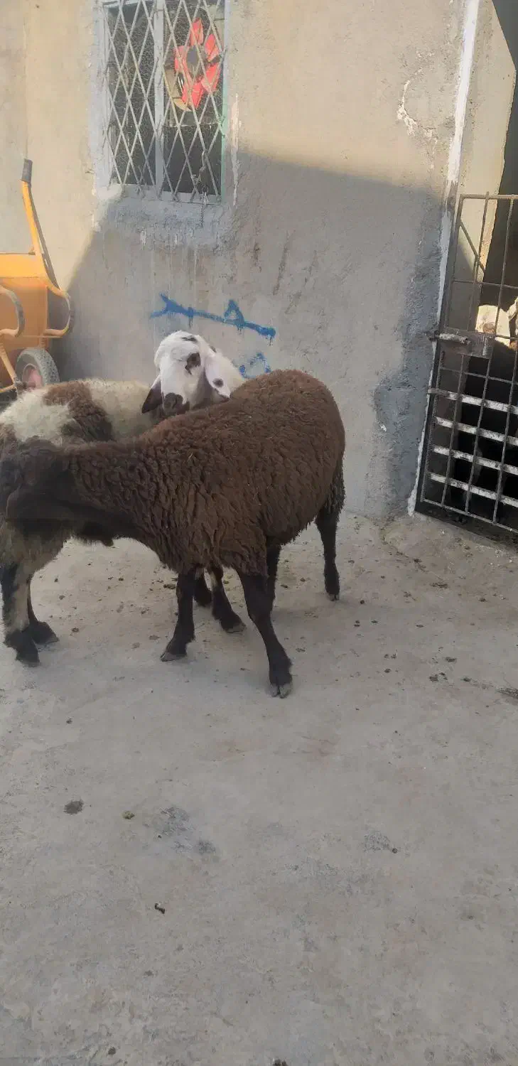 بره قوچ افشاری|حیوانات مزرعه|بیستون, |دیوار