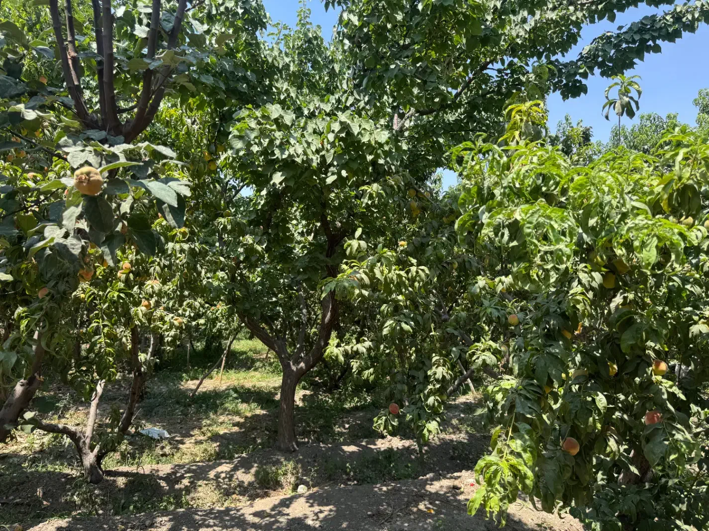 باغ با فنس و دیوار لب قایقرانی(ذوب آهن)|فروش زمین و ملک کلنگی|فولادشهر, زاینده رود|دیوار