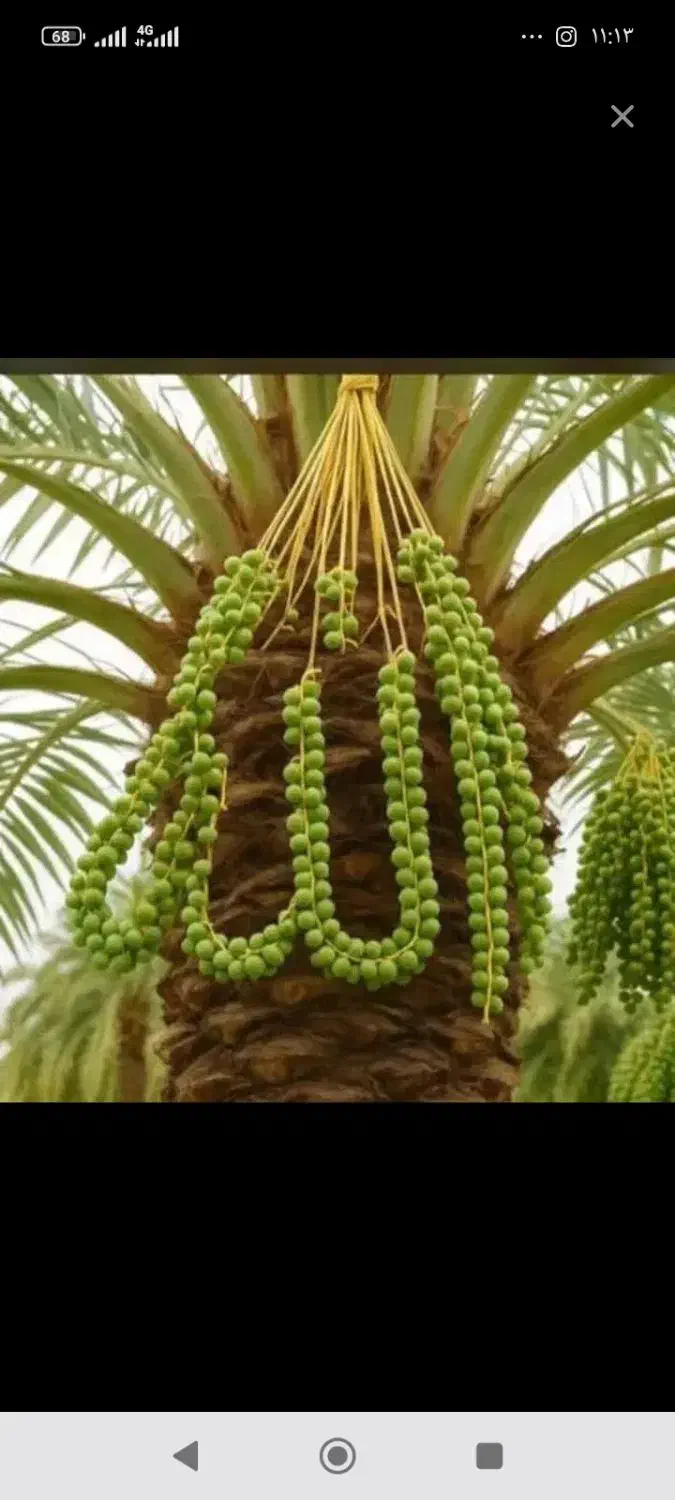 درخت جاگردون|گل و گیاه طبیعی|بم, |دیوار