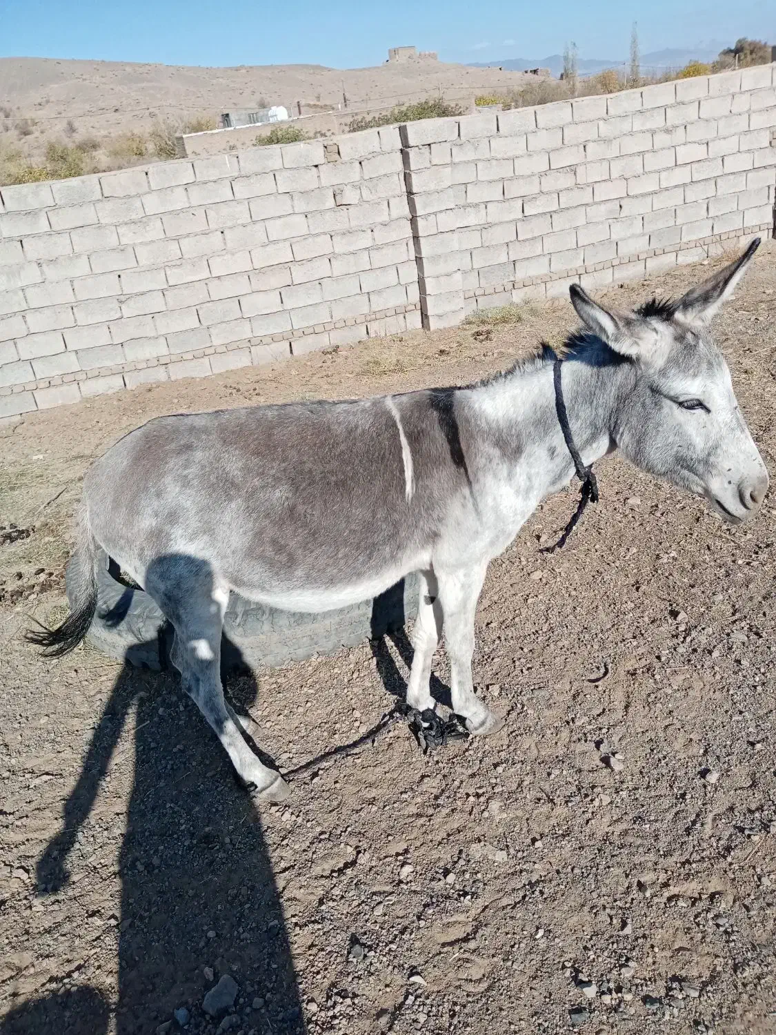 خر.|حیوانات مزرعه|سبزوار, پیروزی|دیوار