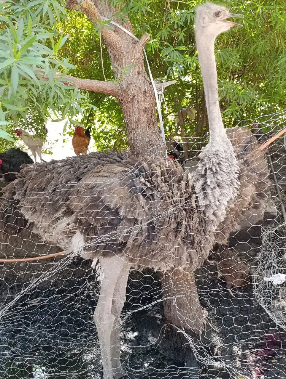 شترمرغ|حیوانات مزرعه|ایرانشهر, |دیوار