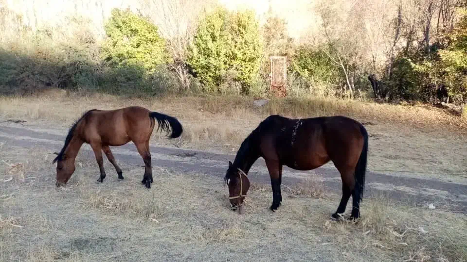 مادیان و کره مادیان|اسب و تجهیزات اسب‌سواری|طالقان, |دیوار