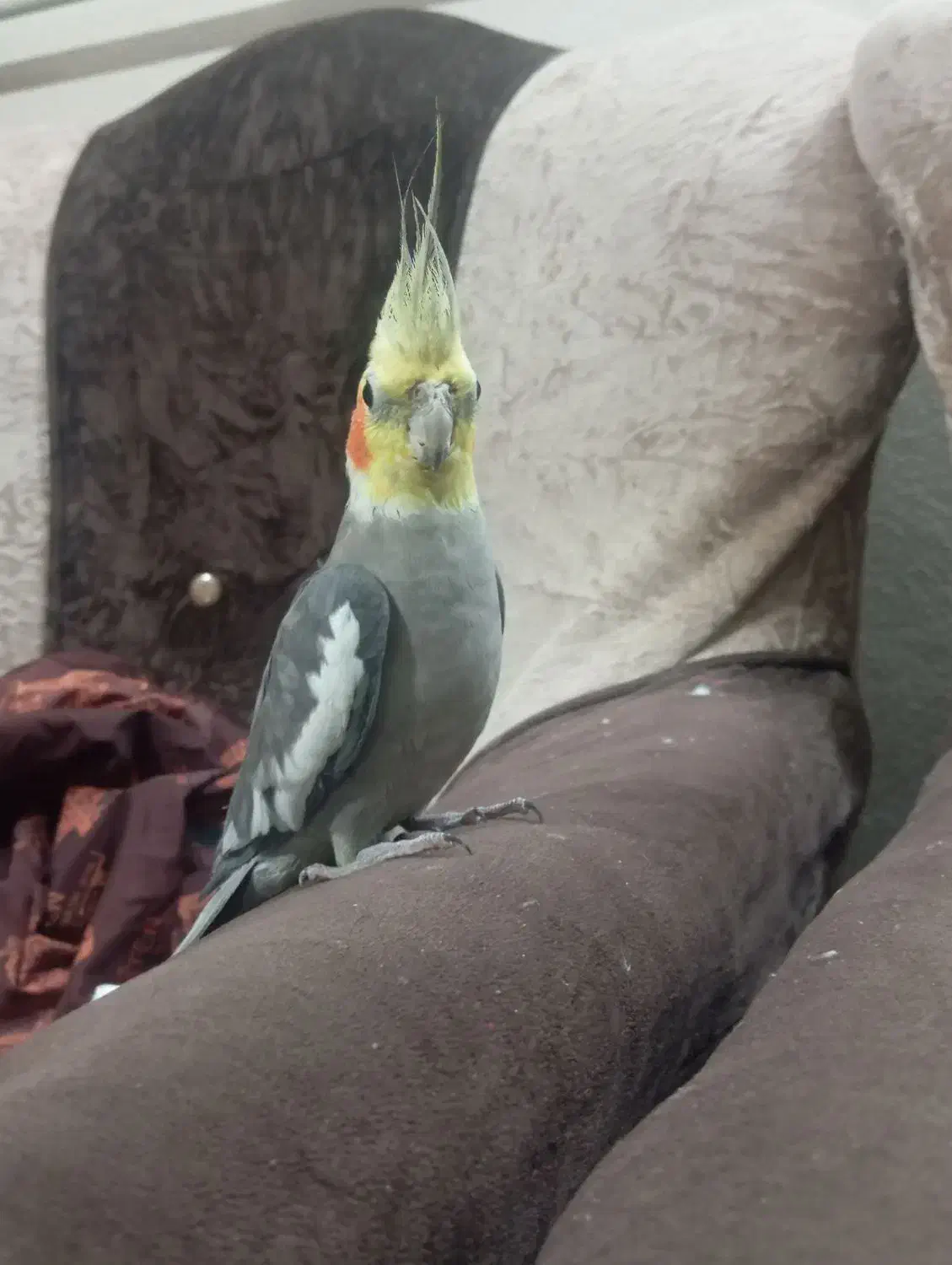 عروس هلندی|پرنده|گنبد کاووس, |دیوار