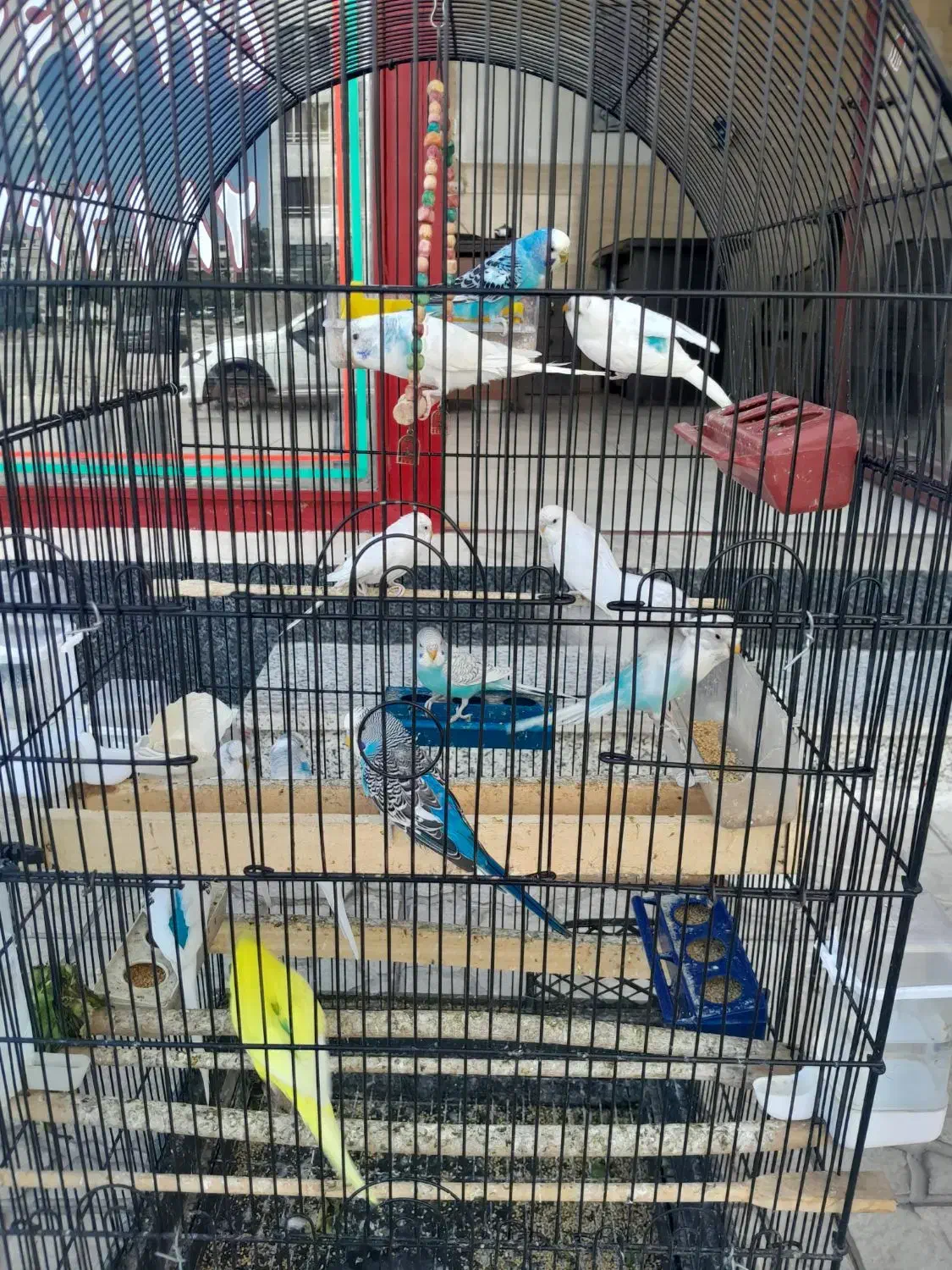 مرغ عشق|پرنده|مشکیندشت, |دیوار