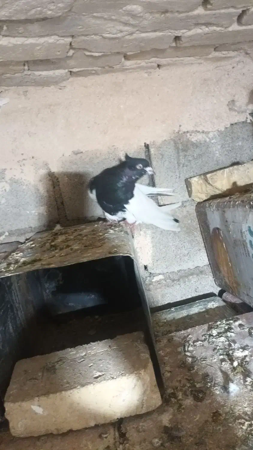 کبوتر|پرنده|فیروزآباد (لرستان), |دیوار