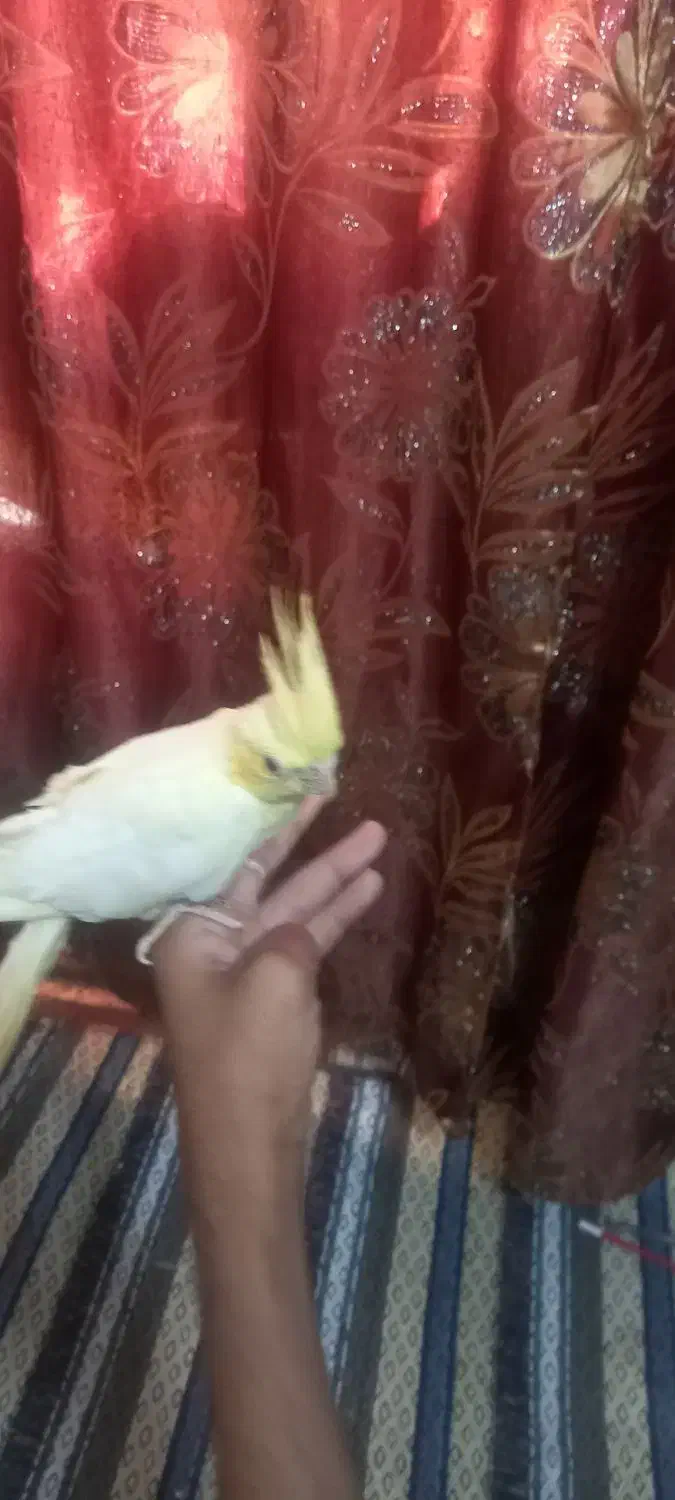 عروس هلندی چشم قرمز|پرنده|چابهار, |دیوار