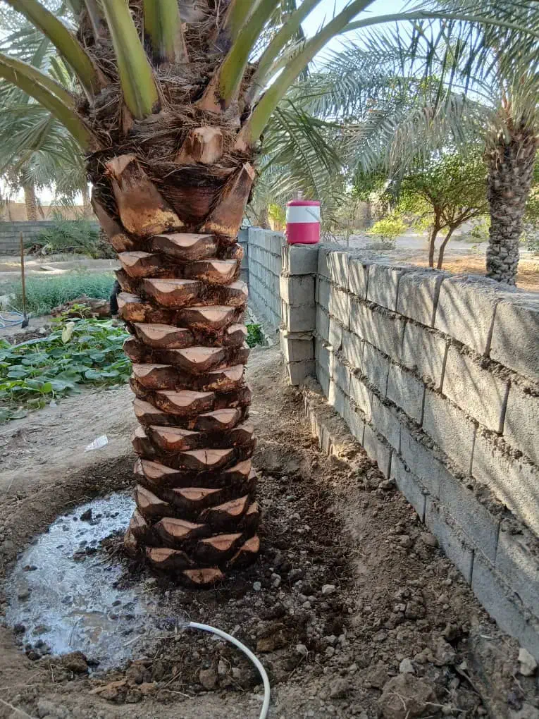 کار نخل|خدمات باغبانی و درختکاری|شوشتر, |دیوار