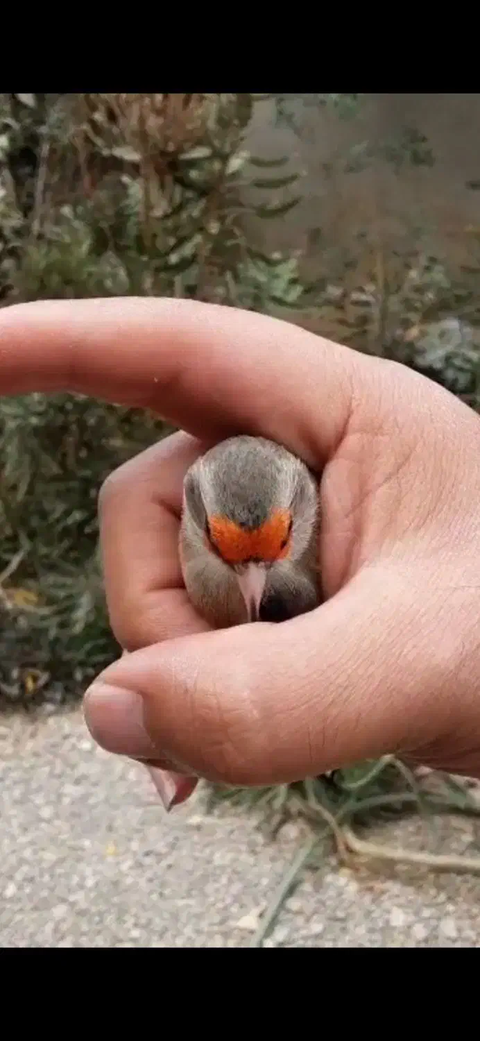 سهره دورگ|پرنده|ارسنجان, |دیوار