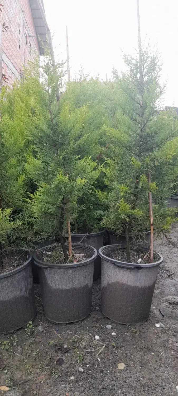 فروش نهال کاج|حراج|نوشهر, |دیوار