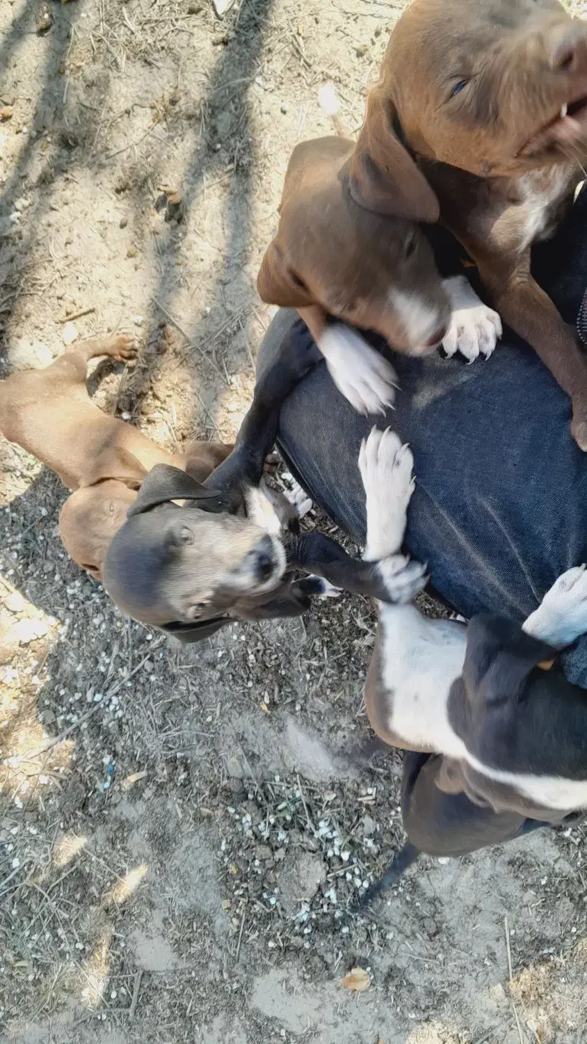 توله سگ شکاری پینتر آلمان|سگ|مینودشت, |دیوار