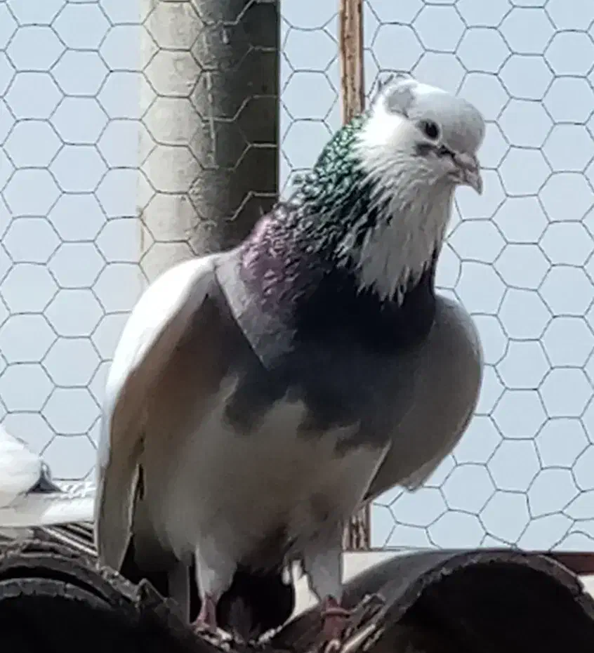 کبوتر پرشی|پرنده|آمل, |دیوار