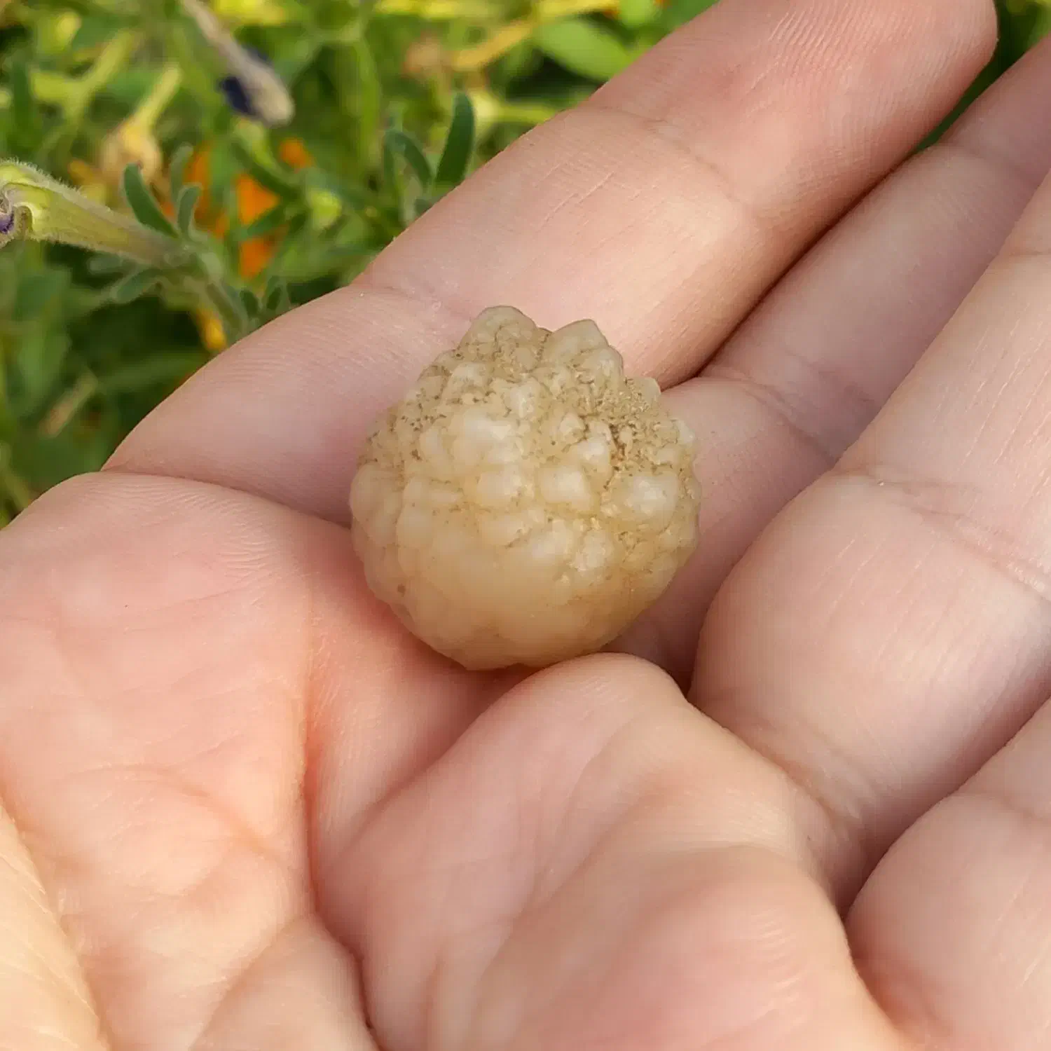 زوعه مار|جواهرات|یاسوج, |دیوار